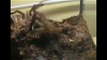 Feeding my tarantulas(lizards)