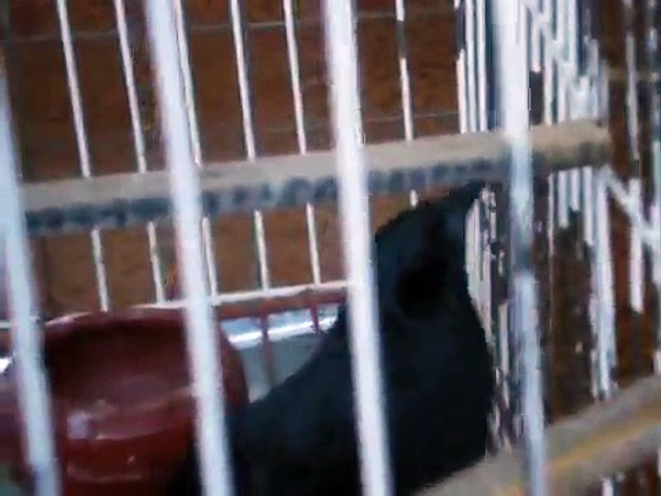 tordo chaqueño cantando mucho