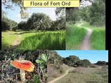 Fort Ord Intro. Where Do We Build -Forest or Urban Blight? 2/30/12