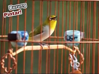 Descargar video: burung pleci 