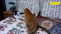 Best Funny Videos   Funny Cats  Funny Cat Videos   Funny Fails   Funny Vines   Funny Animals 10