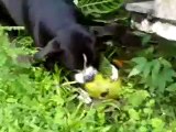 Cachorro Descascando,Bebendo e Comendo o coco