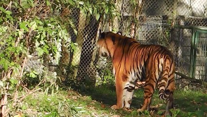 MUNICH ZOO - Siberian Tigers Ahimsa and Jegor  Celebrate Halloween