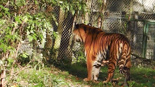 MUNICH ZOO - Siberian Tigers Ahimsa and Jegor Celebrate Halloween