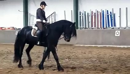 4-jähriger Friesen-Hengst - Verkaufspferd im Frieslandstern in Horum