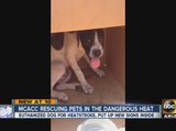 County animal shelter rescuing pets from the dangerous heat