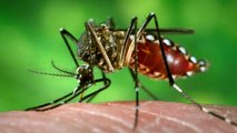 Florida Keys Residents Petition FDA Over Genetically Modified Mosquito Release