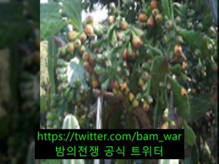 탐험ⓞ밤워[동탄-와우] 동탄오피