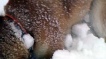 柴犬と雪遊び　shiba  inu