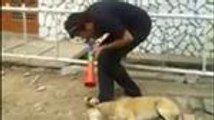 How to wakeup your dog, funny cats, funny dogs, funny pets, pakistani funny videos, indian funny video, pashto funny vid