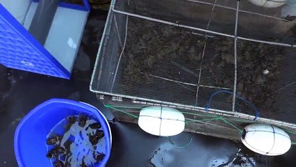 ピラルク飼育☆餌の蛙１　Arapaima gigas　Food　frag