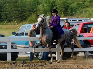 Kentucky Mountain Saddle Horse Association