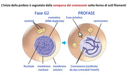 1. Mitosi cellulare spiegazione | Fasi della mitosi: Profase