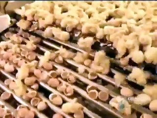 how chickens are made