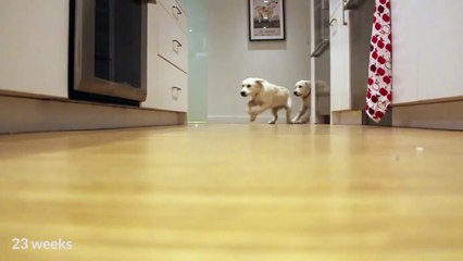 Des Golden Retriever courent vers leur gamelle : time-lapse sur plusieurs mois!