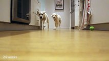 Time lapse of Golden Retriever puppies running for dinner, watch them grow