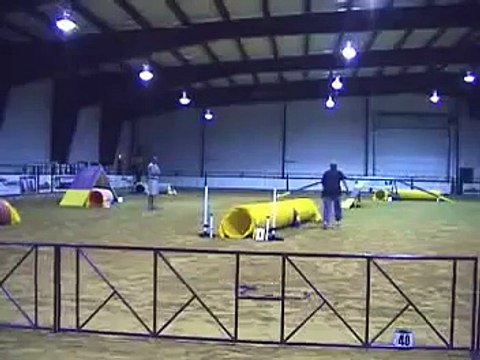 Agility golden retriever winnipeg