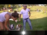 Amstaff American Staffordshire Terrier Argentina Bs As. Criadero Alexluper, no son Pitbull