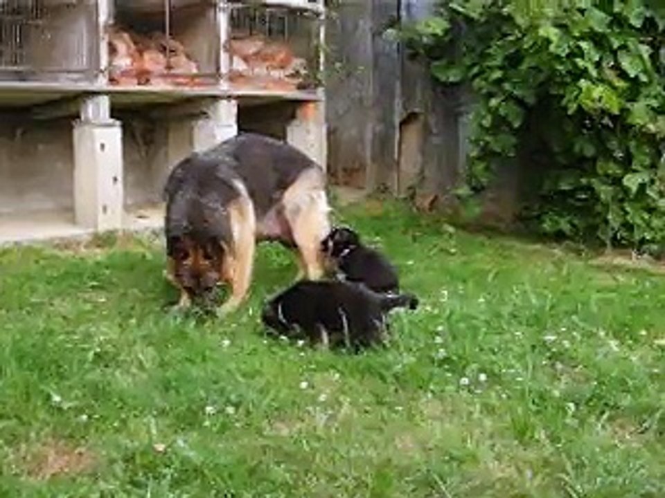 chiot faenza des malicieux germeco et farwest juin 2015