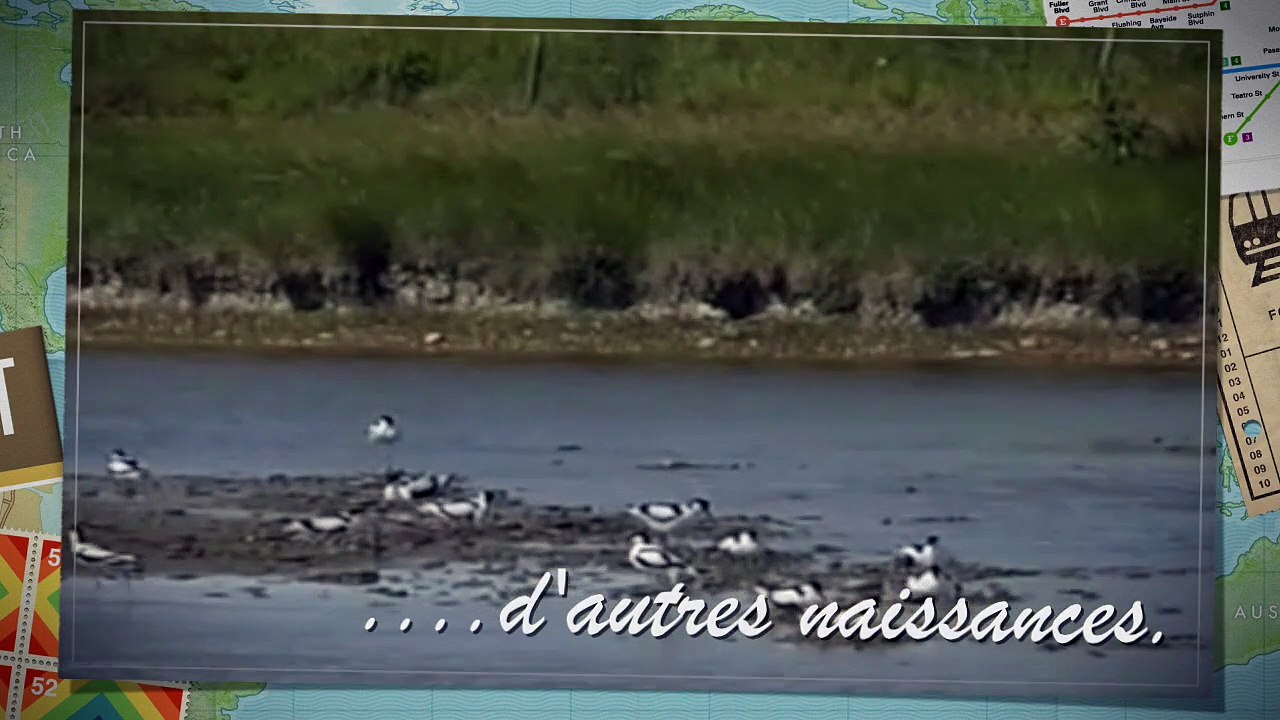 Avocettes mai 2015