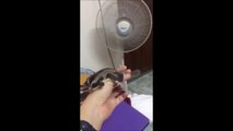 So cute Sugar Glider animal trying to fly in front of fan
