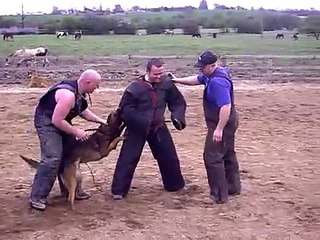 KNPV Helper Training (Gary) first time