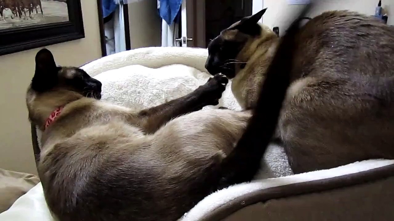Siamese Cat Fight