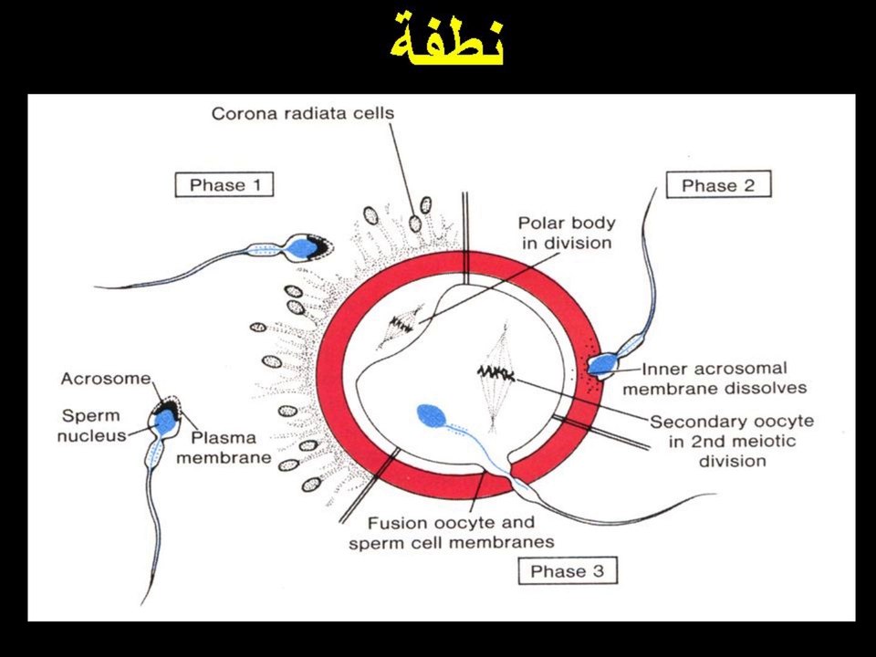 EMBRYOLOGY ?