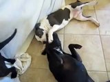 2 male pit bulls playing