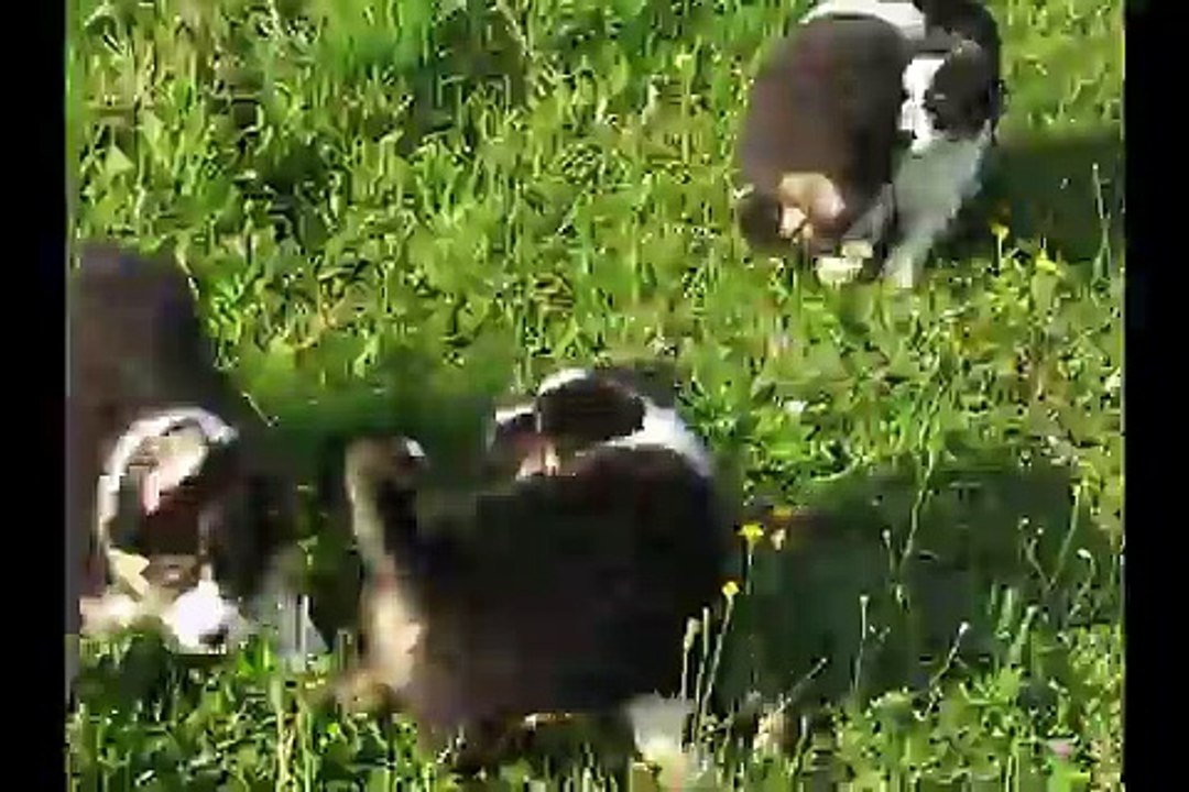 Portée Spencie x Green Day 7 semaines