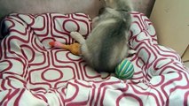 Husky puppy (2 month old) plays with ferret. 2
