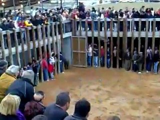 Encierro Traspinedo (Valladolid) 13-11-2010 San Martín (2)