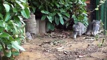 Pallas Cat Kittens - 12 weeks old pt2