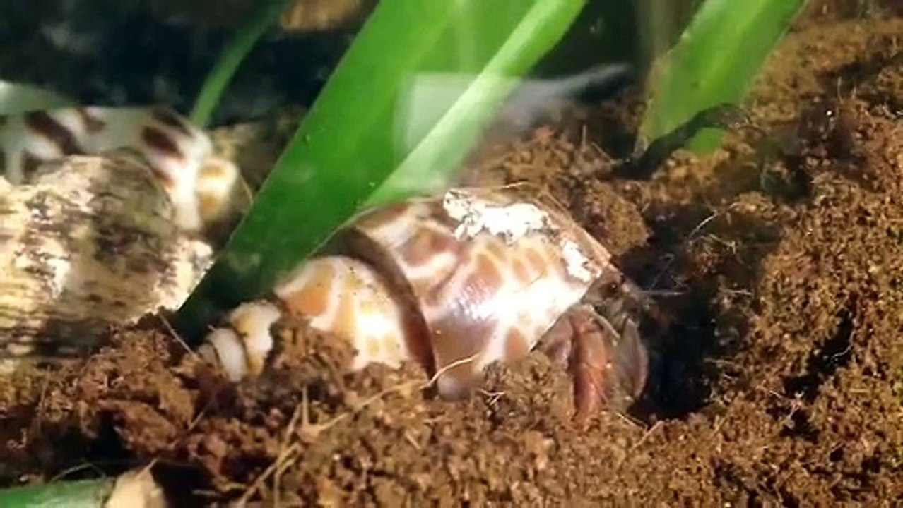 Little hermit crab digging