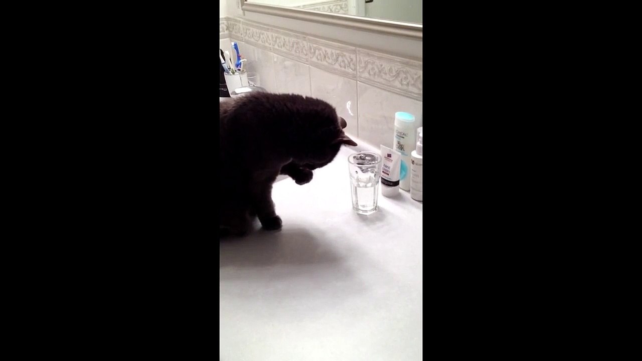 Opal's Paws to Drink