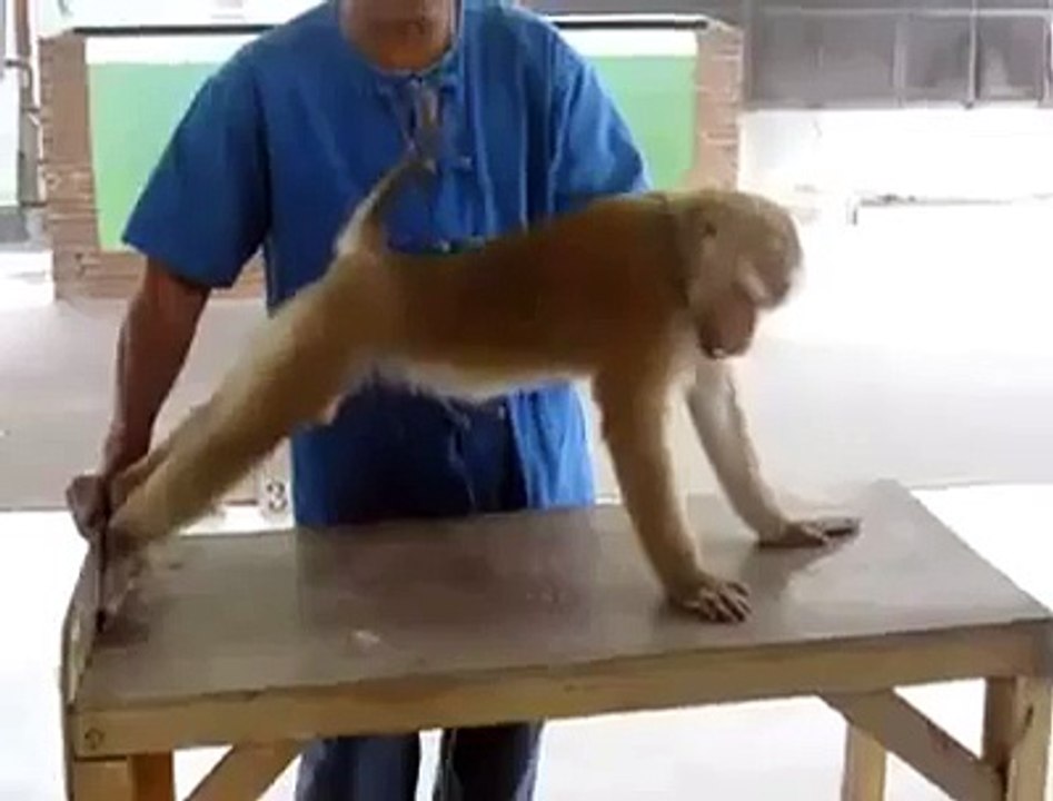 Monkey makes pumps and abs