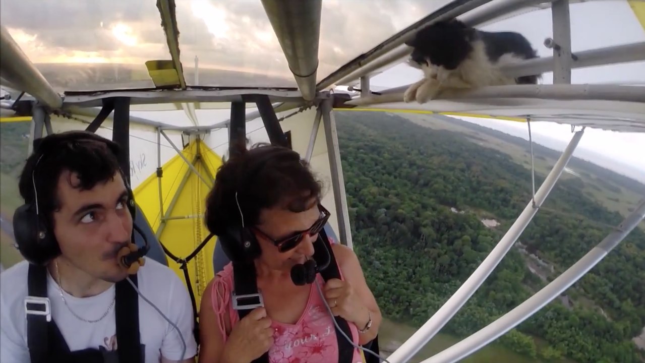 Un chat se cache dans un ULM !