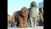 Vida de Perros: Perro de Agua Español 1/2- Expo POA