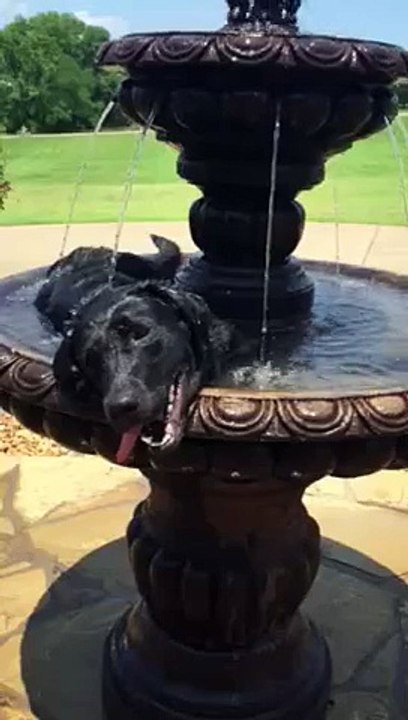 Un chien se désaltère dans une fontaine