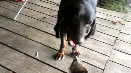 Un raton laveur et un chien s'eclatent ensemble !
