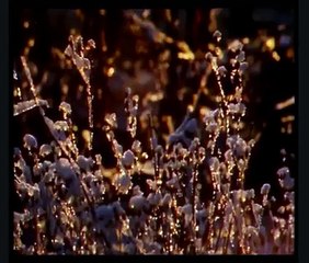 David Essex Winter's Tale