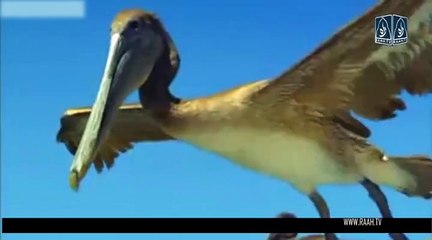 اسماء حسنا اللہ تعالیٰ کے 99 نام