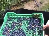 Cosecha y Poda Neumatica 2009 arandanos. Mechanical harvest and prunning of blueberries
