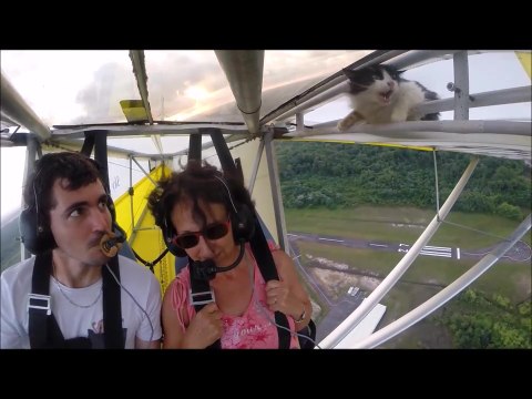 Un pilote découvre un chat dans son ULM en plein vol