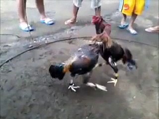 Download Video: asil cockfighting pauwak sa iloilo (spar)