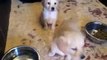 GOLDEN RETRIEVERS for sale : IVY Leaf Dog Kennel