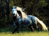 Appaloosa Horses Breed!