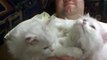 Two white angora kittens licking and cleaning each other