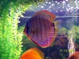 My Family - My Tropical Aquariums. Discus Fish & Baby / Juvenile Discus Fish.