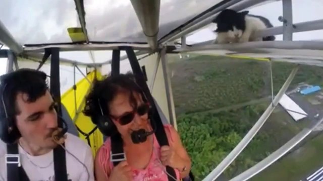 Watch pilot's disbelief as CAT crawls from wing of plane hundreds of feet above the ground